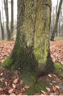 tree bark mossy 0015